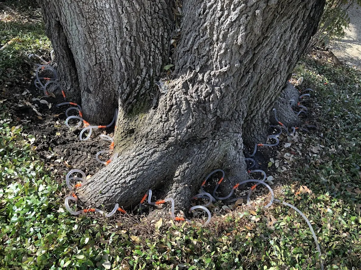 Detailed Tree Cabling and Bracing job site in Grand Portage