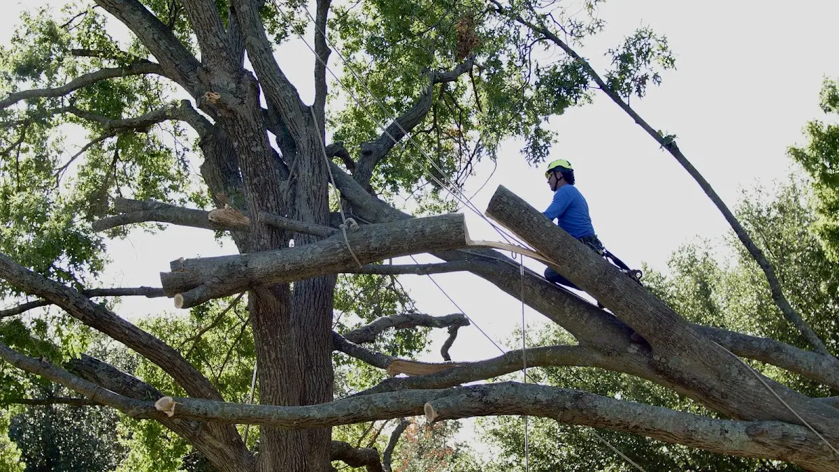 Professional Crown Thinning performed by certified arborists in Grand Portage