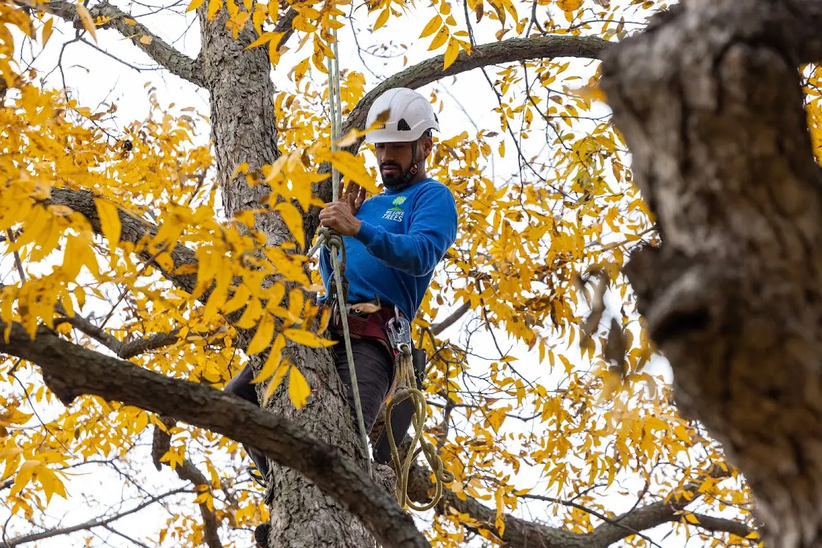 Skilled Tree Disease Treatment crew working in Grand Portage