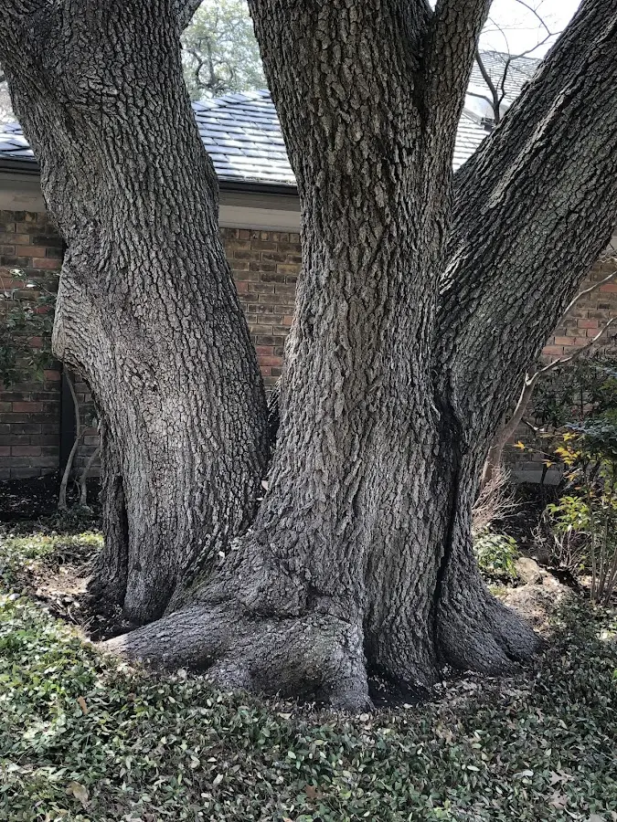 Mature heritage tree close to a Grand Portage property cared for by certified arborists